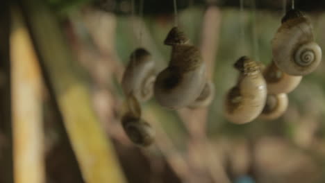 decorative seashell arrangement in a colombian hut by the darien gap