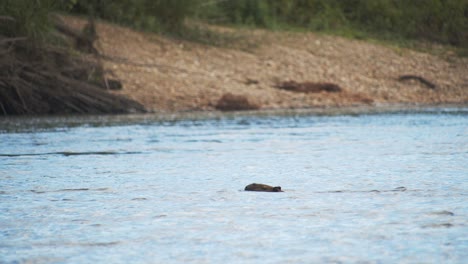 capybara seen slowly swimming across the river in the peruvian amazon