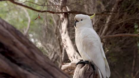 a cockatoo perched on a tree branch