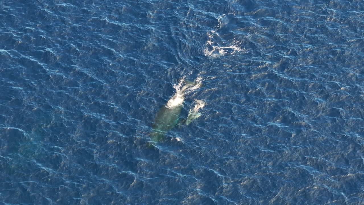 Humpback Whale Mother With Its Calf Swimming In The South Pacific Ocean In Vavaʻu Island In Tonga