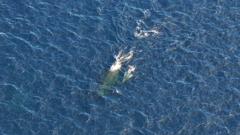 madre ballena jorobada con su cría nadando en el océano pacífico sur en la isla de vavaʻu en tonga