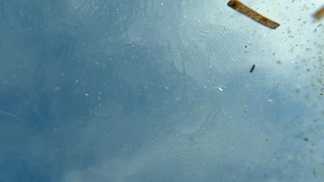 sand grains and algae floating in seawater with sea water surface in background