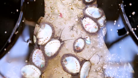 South-African-abalone-Haliotis-midae-crawl-around-bottom-of-tank,-aquaculture