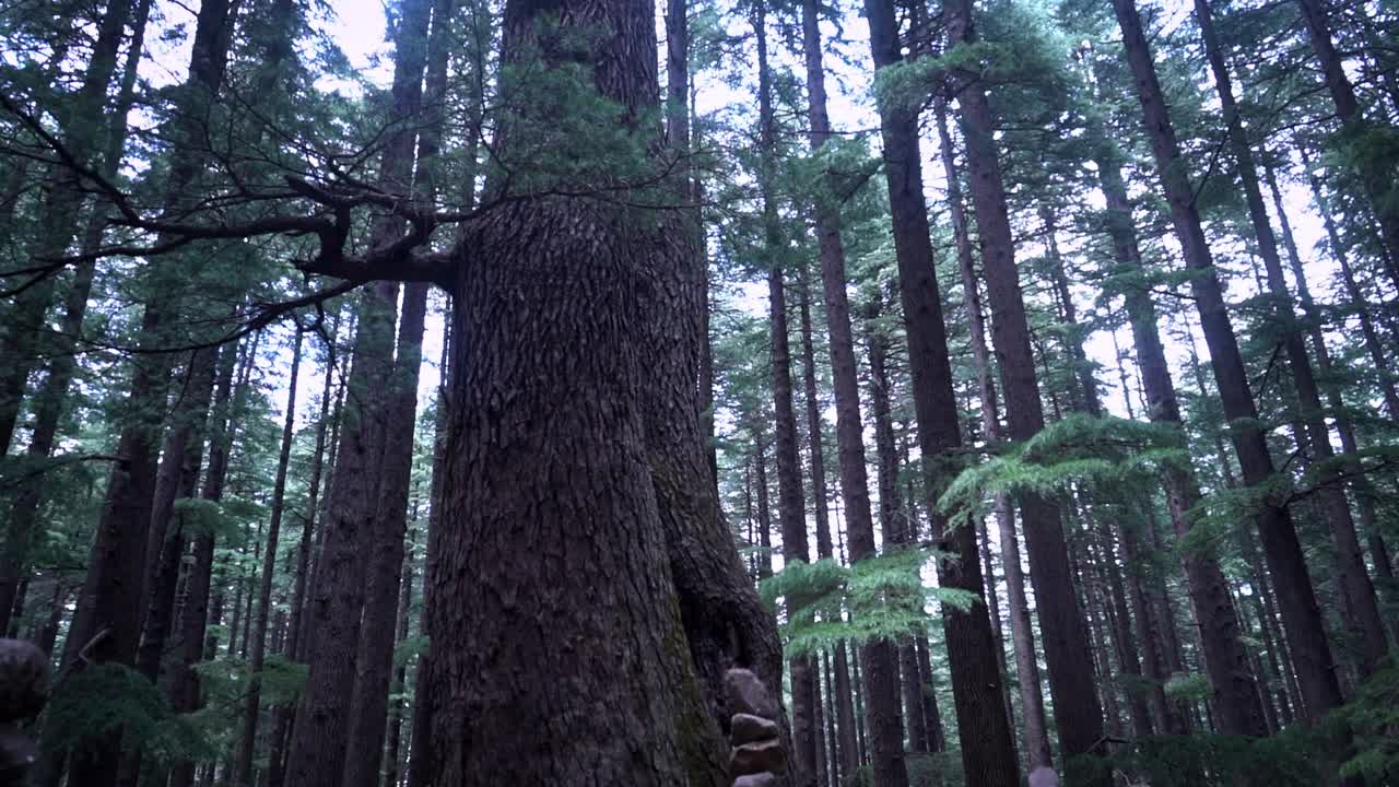 балансирование на скале в лесу в окружении высоких деревьев в манали, штат гимачал-прадеш, индия