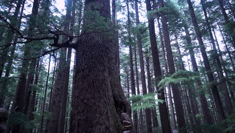 Rock-Balancing-In-The-Woods-Surrounded-By-Tall-Trees-In-Manali,-Himachal-Pradesh,-India