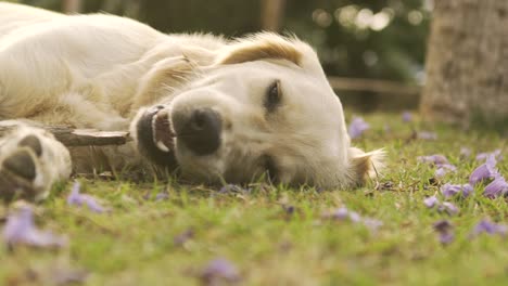 Nahaufnahme-Eines-Hundes,-Der-Einen-Stock-Kaut-Und-Puren-Genuss-Erlebt