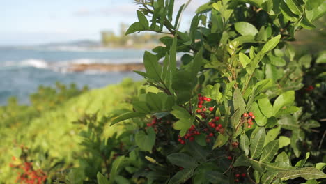 plant with red berries blows in wind next to ocean shore