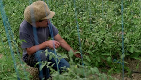 Agricultor-De-Hortalizas-Cuidando-Plantas-De-Tomate-Orgánicas-En-Un-Invernadero-Agrícola