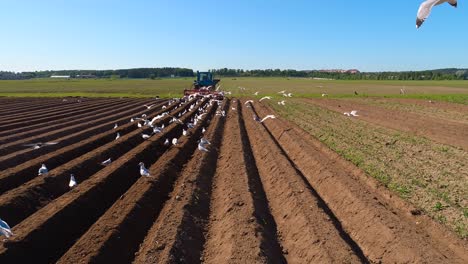 agricultural work on a tractor farmer sows grain. hungry birds are flying behind the tractor, and eat grain from the arable land.