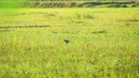 encantadora paloma manchada en el campo de hierba verde de bangladesh: un momento sereno capturado mientras la paloma disfruta comiendo granos en un pintoresco campo