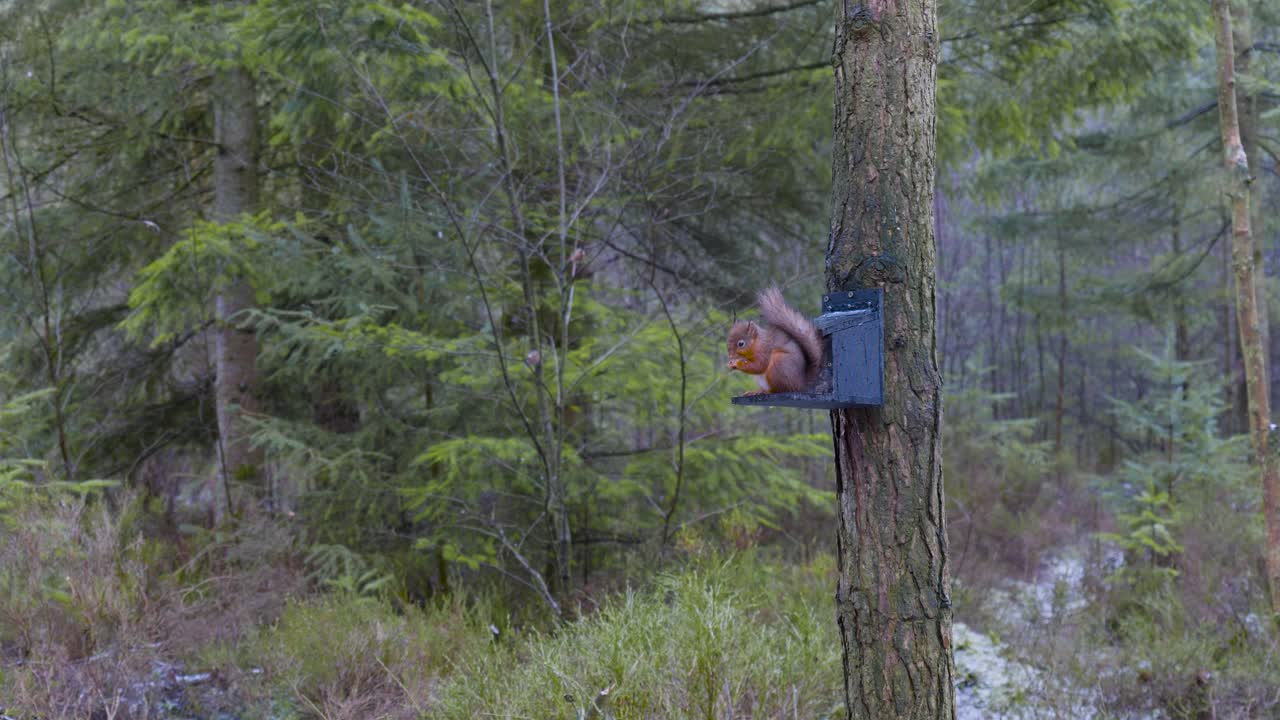 una pequeña ardilla roja euroasiática salvaje se sienta tranquilamente y come nueces en una estación de alimentación en un pino escocés en los parques centrales en el bosque de whinfell mientras los pájaros vuelan en el fondo
