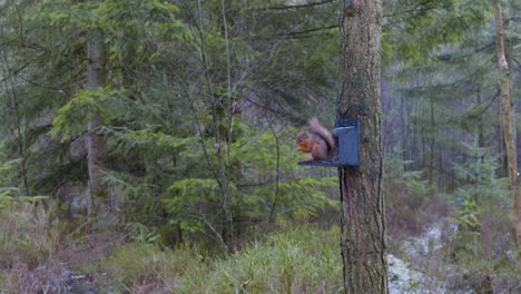 a small, wild eurasian red squirrel sits calmly and eats nuts on a feeding station on a scots pine tree at centre parks in whinfell forest while birds fly in the background