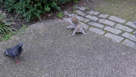 la ardilla gris del este en el parque hyde de londres