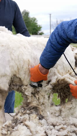 electric machine cutting sheep's wool. professional farmer shearing adult sheep for wool production. agricultural business. vertical video