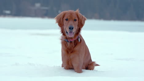 Golden-Retriever-Hund-Lächelt-In-Die-Kamera,-Während-Er-Im-Tiefverschneiten-Park-Sitzt