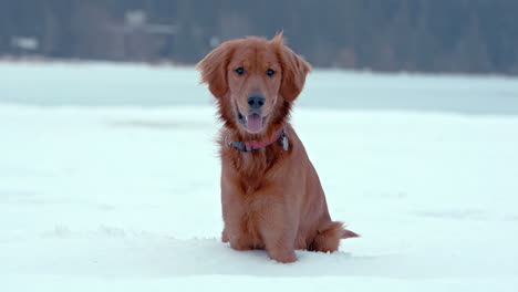 el perro golden retriever sonríe a la cámara sentado en un profundo parque nevado