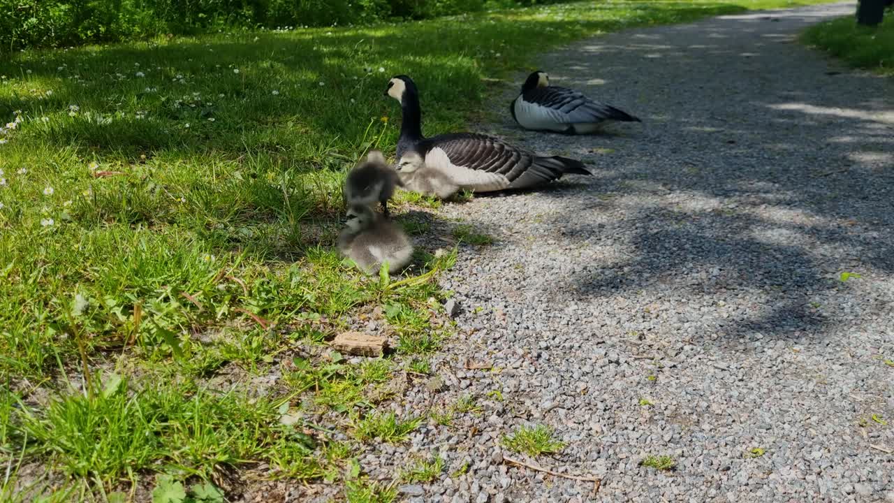 A family of of barnacle geese rests peacefully along a small walking path, filmed in Stockholm, Sweden on a sunny day