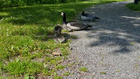 a family of of barnacle geese rests peacefully along a small walking path, filmed in stockholm, sweden on a sunny day