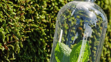 clear bottle with mint leaves in nature