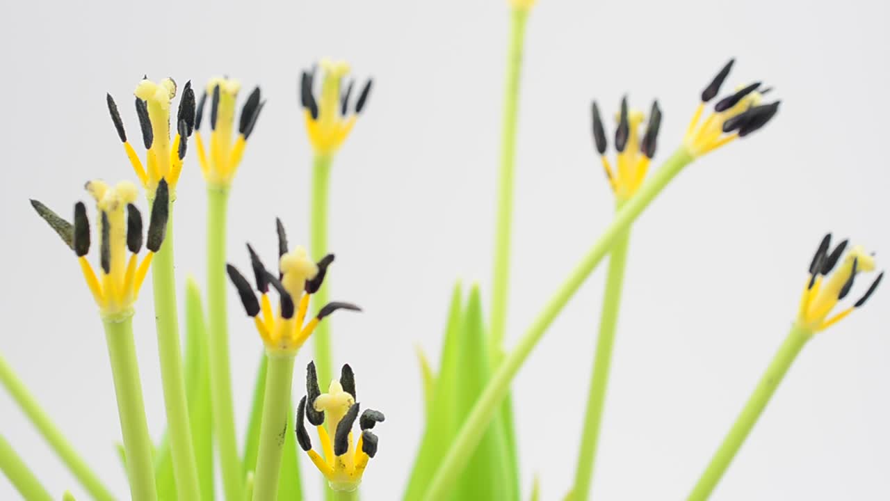 Frühlingsblumen auf weißem Hintergrund. Minimalismus. Bewegungsaufnahme.