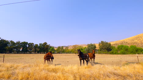 friendly horses beg for attention in a pasture in the countryside