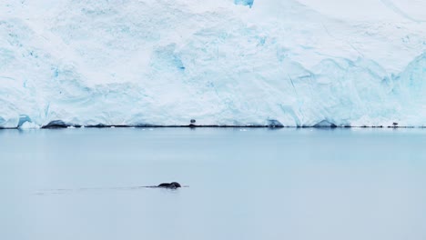 Humpback-Whale-Tail-Fluke-in-Antarctica,-Whales-Surfacing,-Blowing-and-Breathing-air-through-Blowhole-before-Diving-and-Swimming,-Antarctic-Peninsula-Marine-Wildlife-in-Southern-Ocean-Sea-Water