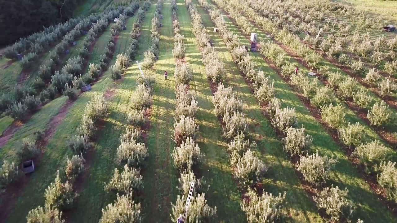 과수원 의 공중 에서 볼 수 있는 모습