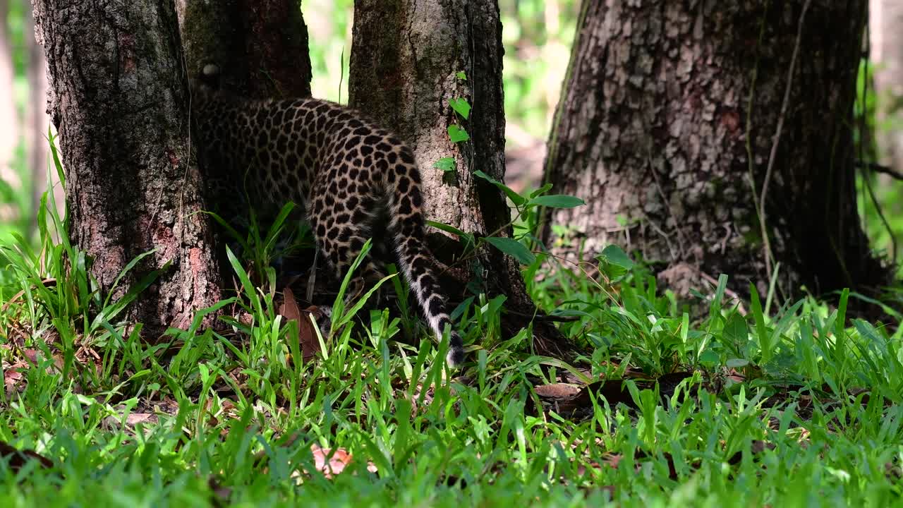 el leopardo de indochina es una especie vulnerable y uno de los grandes felinos de tailandia