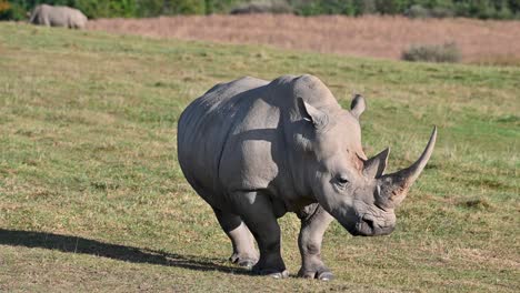 Nördliches-Breitmaulnashorn-Steht-Auf-Der-Weide-Und-Schaut-Sich-Um,-Großes-Horn