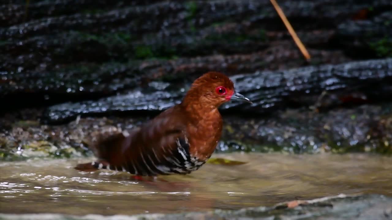 태국에서 발견되는 촌스러운 물새로 덤불 특히 두꺼운 풀을 좋아하여 위협을 받으면 즉시 숨을 수 있습니다.