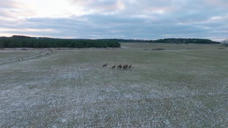 Aerial-establishing-shot-of-a-herd-of-Red-deer-running-across-the-agricultural-field-covered-by-light-snow,-overcast-winter-evening,-wide-drone-tracking-shot-moving-forward