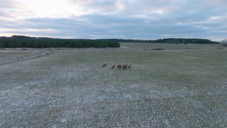 aerial establishing shot of a herd of red deer running across the agricultural field covered by light snow, overcast winter evening, wide drone tracking shot moving forward