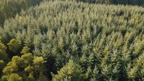 Aerial-view-flying-forward-over-dense-mixed-forest