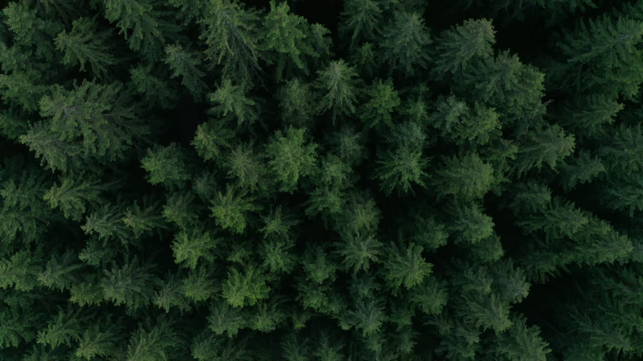 Drone View Of Coniferous Tree Tops In The Forest In Frumoasa, Harghita County, Romania