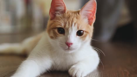 Sweet-white-cat-with-red-head-hairs-lying-on-ground-in-focus,close-up-shot