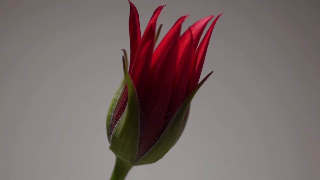 Close-up video of a budding flower against a soft gray background