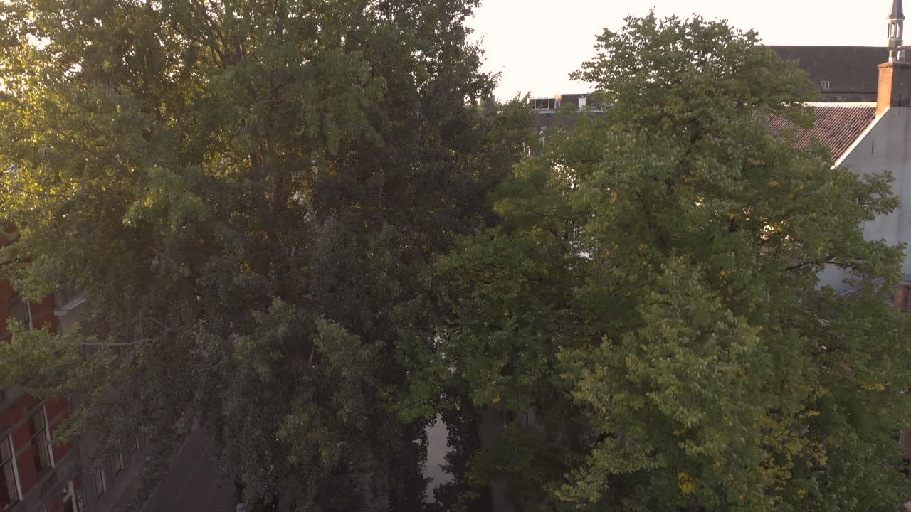 vista aérea descendente del canal temprano en la mañana del nieuwe gracht en la ciudad holandesa medieval de utrecht al amanecer entre los árboles que revelan el canal inferior con el nivel superior de la calle