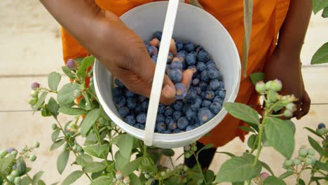 Worker-holding-blueberries-in-hand-4k