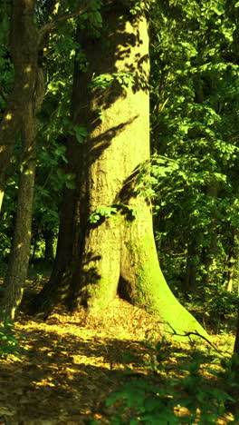 sunlight filters through trees in a lush green forest in midday