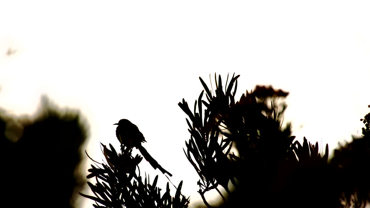 Silhouette of Cape Sugarbird Promerops cafer perched atop protea fynbos bush