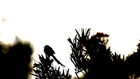 silhouette of cape sugarbird promerops cafer perched atop protea fynbos bush