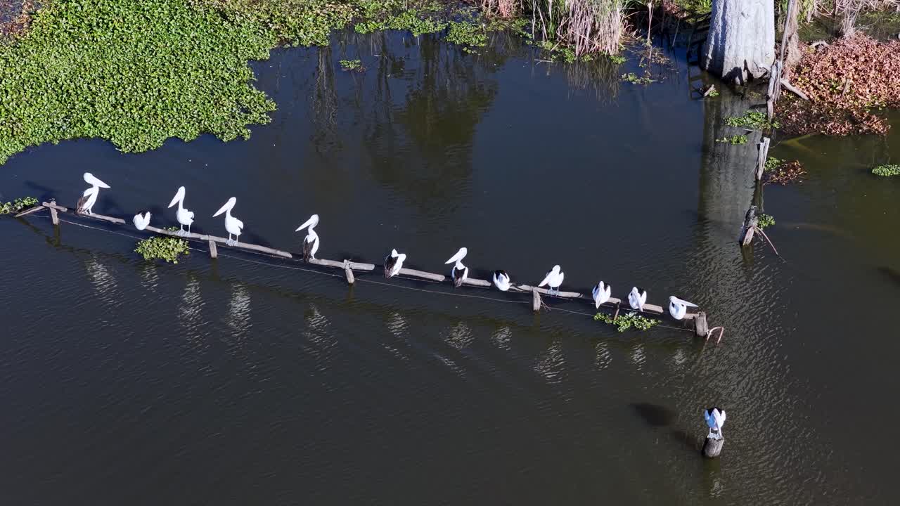 Aerial view of Australian pelicans standing and interacting on a partially submerged log in a calm lake, surrounded by aquatic plants and natural vegetation, under bright daylight