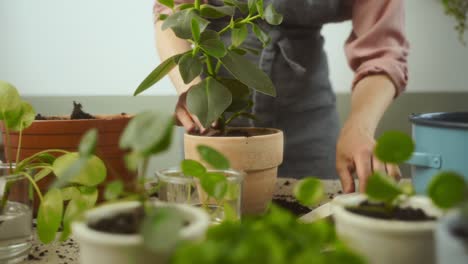 horticultora trasplantando un árbol de autógrafos