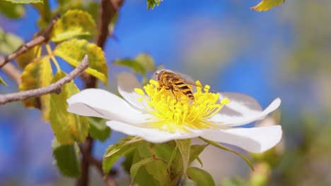 hoverflies, flower flies or syrphid flies, insect family syrphidae.they disguise themselves as dangerous insects wasps and bees.the adults of many species feed mainly on nectar and pollen flowers.