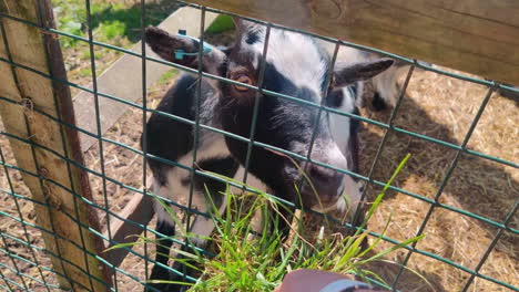 human feeding a goat in a pen - close up