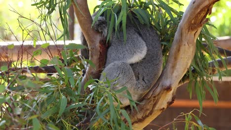 koala descansando en un árbol en el zoológico