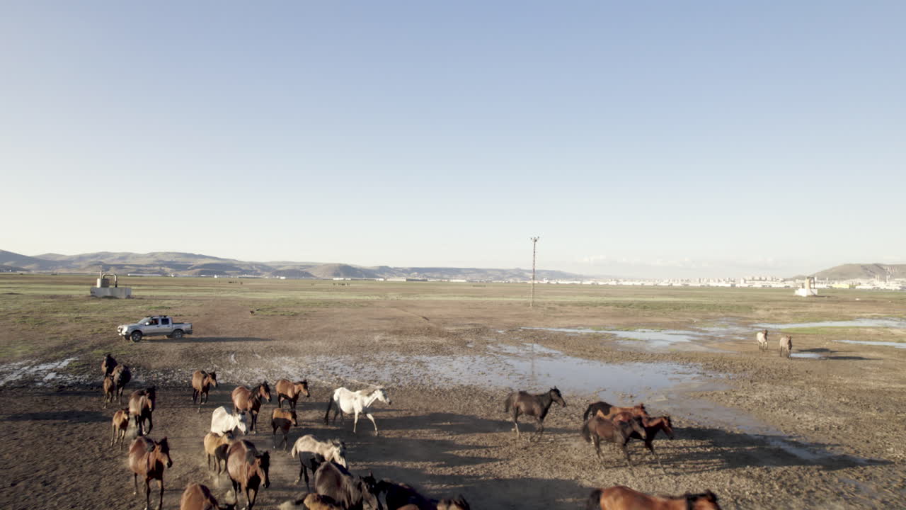 caballos corriendo vista desde un avión no tripulado