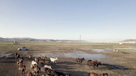 caballos corriendo vista desde un avión no tripulado