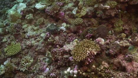 muchas coronas de espinas se alimentan de arrecifes de coral
