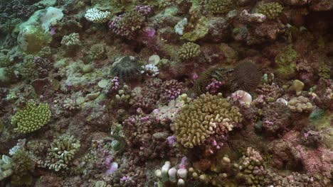 many crown of thorns feeding on coral reef